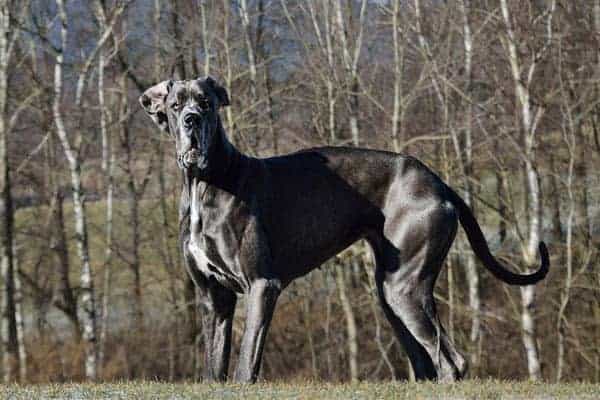 How Tall is a Great Dane?