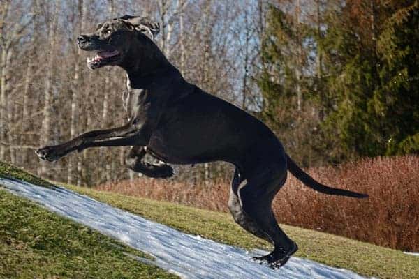Male vs. Female Great Dane: Which is Best for Your Family?