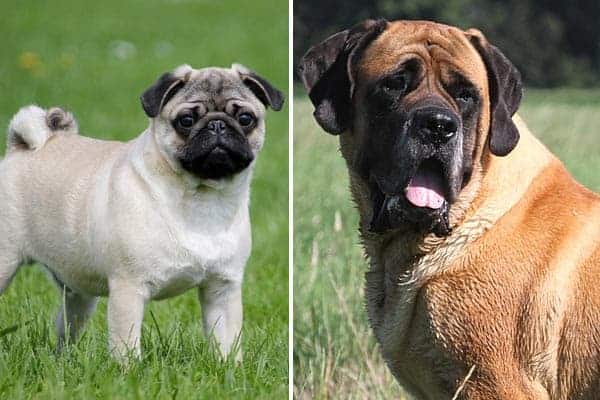 Mastiff Pug Mix