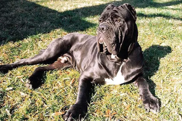 Neapolitan Mastiff