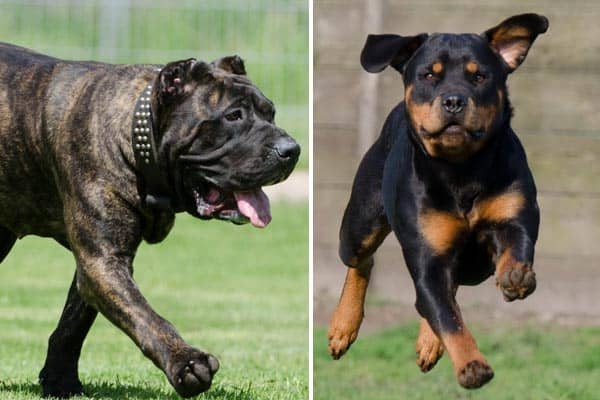 Neapolitan Mastiff Rottweiler Mix