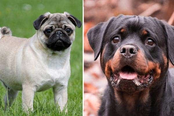 Pug Rottweiler Mix: Meet The Charming Loyal Dog | Anything Rottweiler