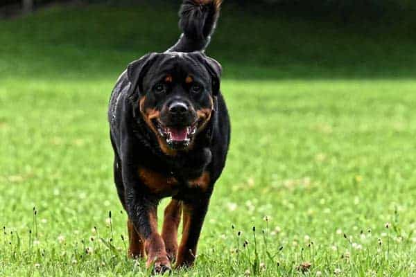 Rottweiler