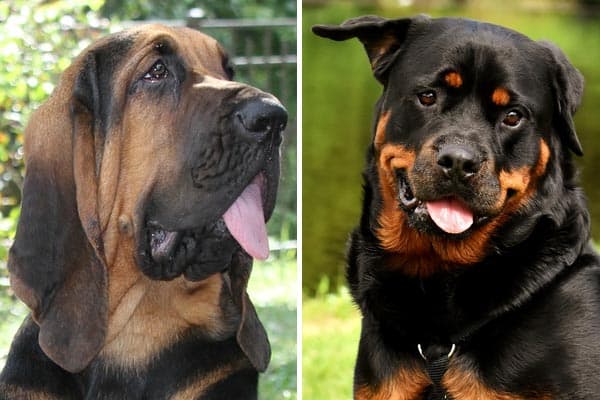 Rottweiler Bloodhound Mix