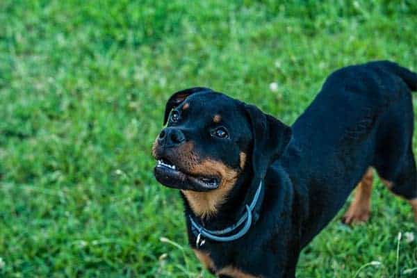 Rottweiler Breeders Near Me