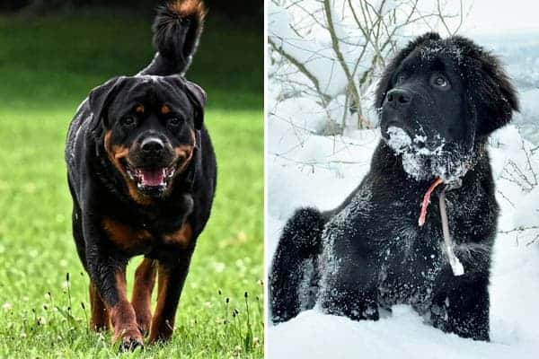 Rottweiler Newfoundland Mix