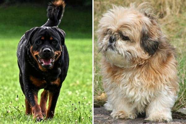 Shih Tzu Rottweiler Mix: Friendly, Cute, Active Family’s Dog