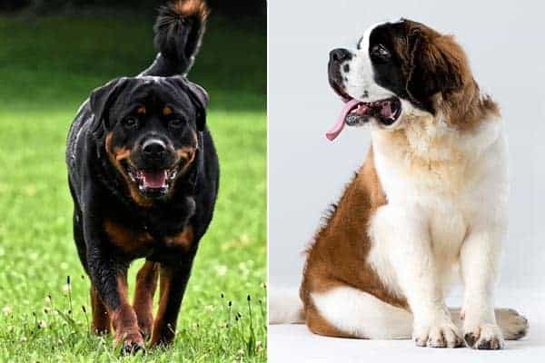 St. Bernard Rottweiler Mix