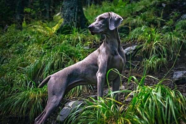 Weimaraner