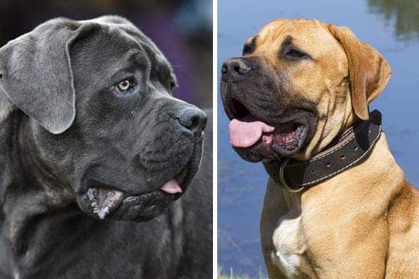 boerboel vs cane corso