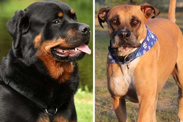 Bullmastiff vs. Rottweiler: Choosing the Best Breed for Your Family