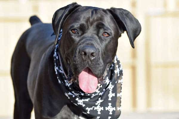 cane corso