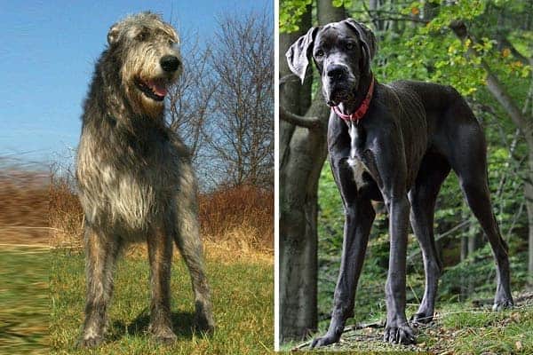 great dane vs irish wolfhound