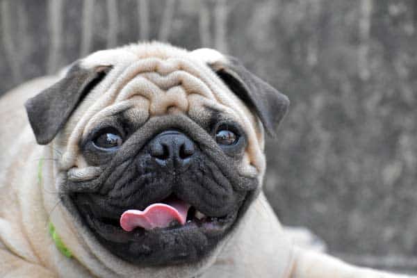 pug