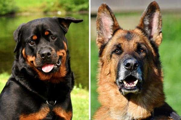 Rottweiler vs. German Shepherd: Choosing the Best Breed for Your Family