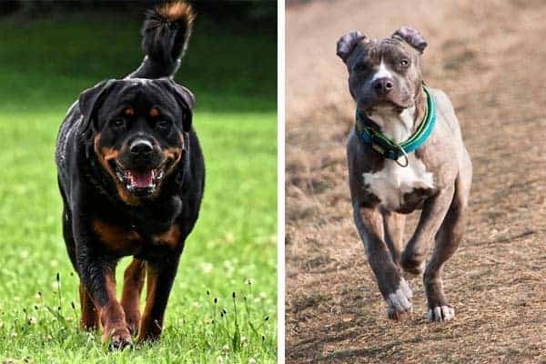 rottweiler vs pitbull