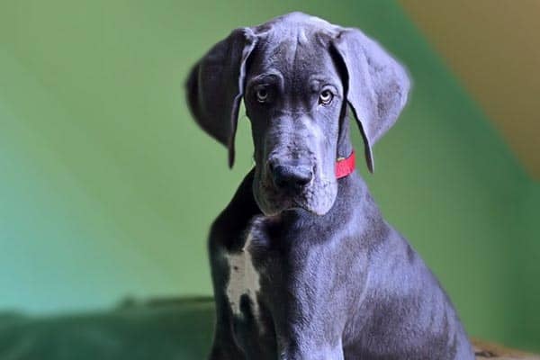 Blue Great Dane