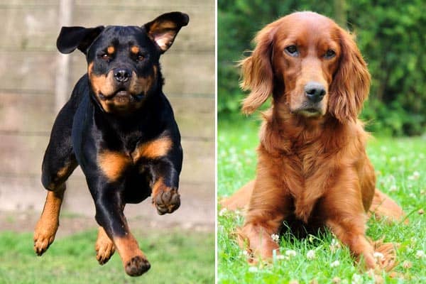 Irish Setter Rottweiler Mix