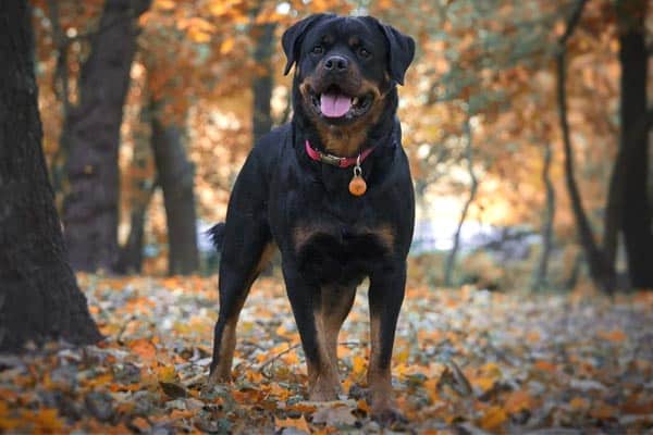 Is a Rottweiler a Mastiff