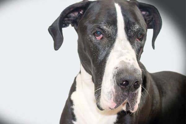 The Mantle Great Dane: A Gentle Giant of Beauty