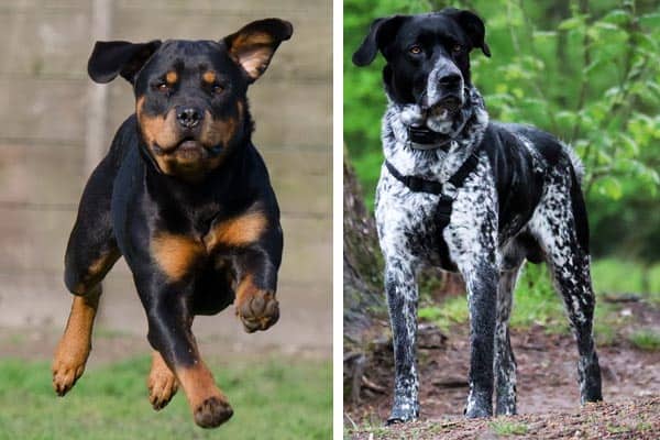 Rottweiler German Shorthaired Pointer Mix