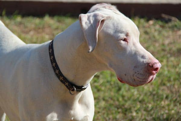 White Great Dane: What is the Stigma Associated with