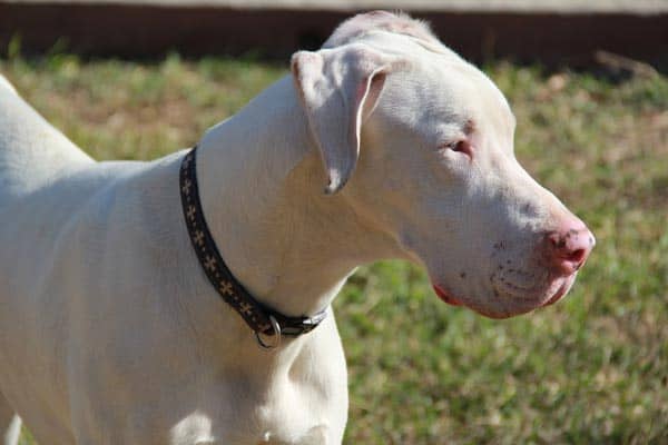 White Great Dane