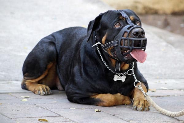Why Are Rottweilers Not Used as Police Dogs?