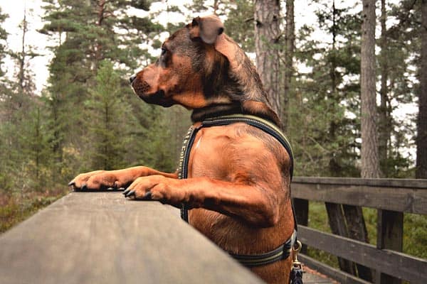 Brindle Rottweiler