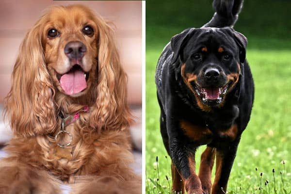 Cocker Spaniel Rottweiler Mix: Truly the Best of Two Breeds?