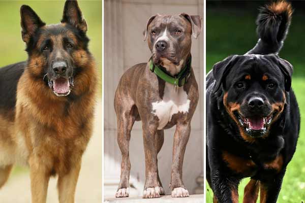Pitbull Rottweiler German Shepherd Mix: The Perfect Guard Dog