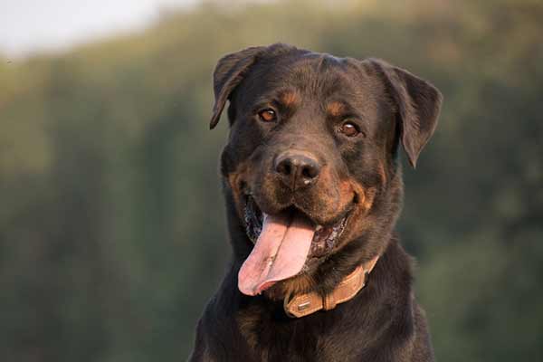 Rottweiler History