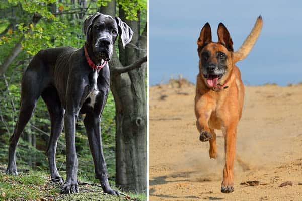 Belgian Malinois Great Dane Mix: Meet the Confident Patient Dog
