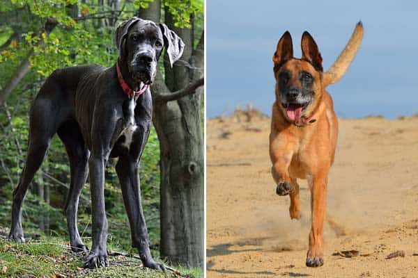 Belgian Malinois Great Dane Mix