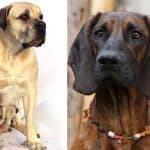 Bloodhound Mastiff Mix