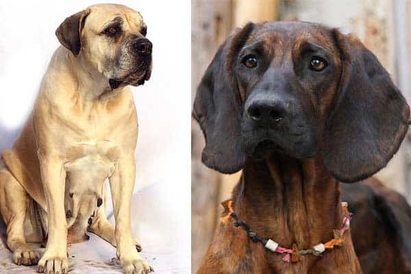 Bloodhound Mastiff Mix