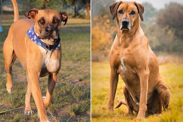 Bullmastiff Rhodesian Ridgeback Mix