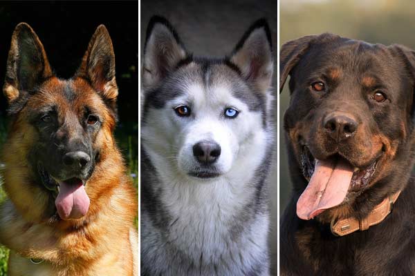 German Shepherd Husky Rottweiler Mix