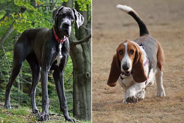 Great Dane Basset Hound Mix