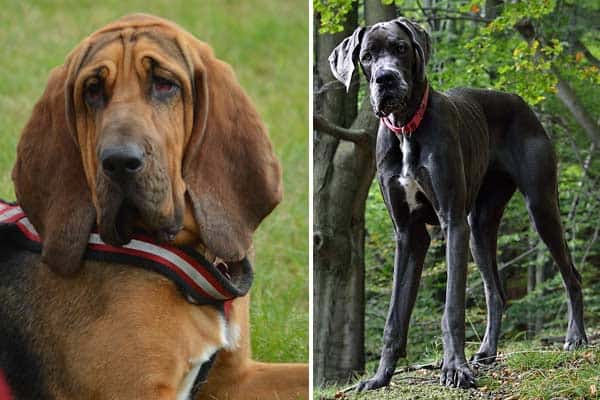 Great Dane Bloodhound Mix: Easy-Going Gentle Giant