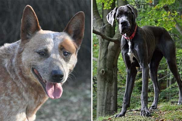 Great Dane Blue Heeler Mix