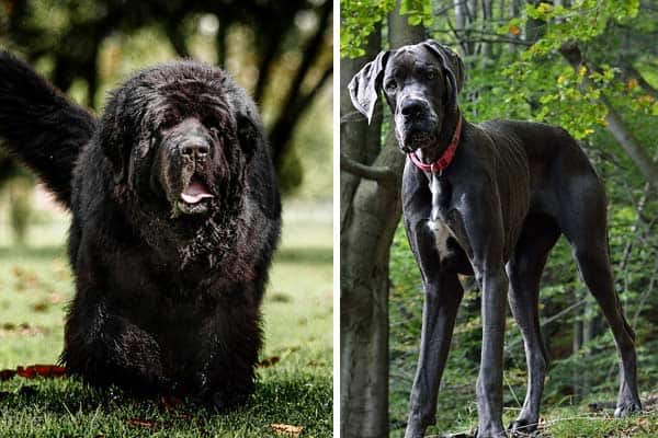 Great Dane Newfoundland Mix