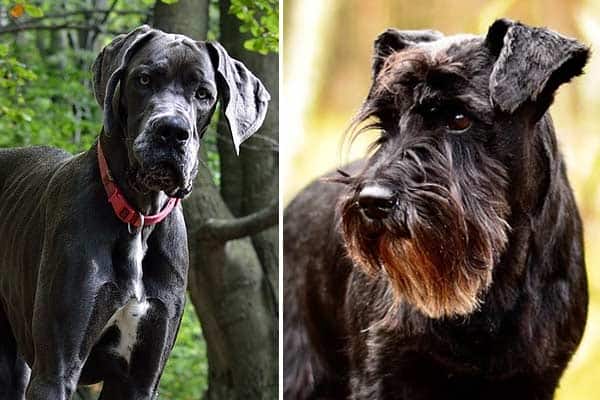 Great Dane Schnauzer Mix