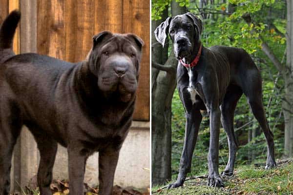 Great Dane Shar Pei Mix