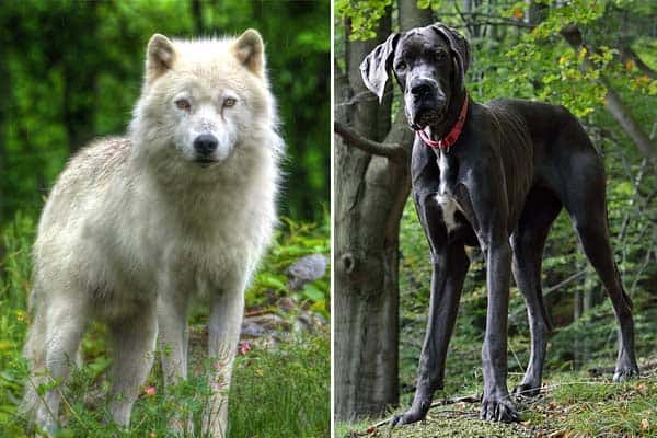 Great Dane Wolf Mix