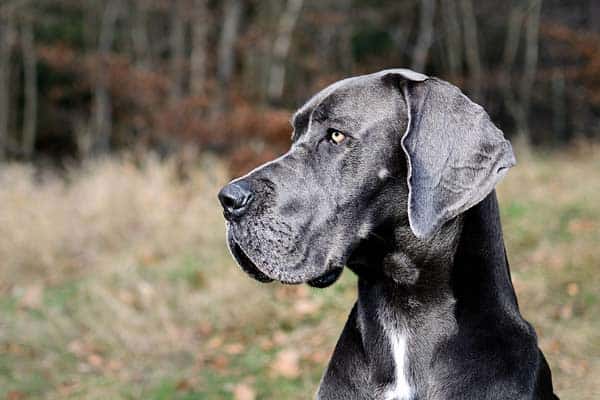 Great Dane