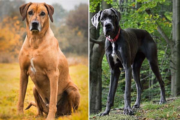 Rhodesian Ridgeback Great Dane Mix: Combining Power and Grace From Two Sides