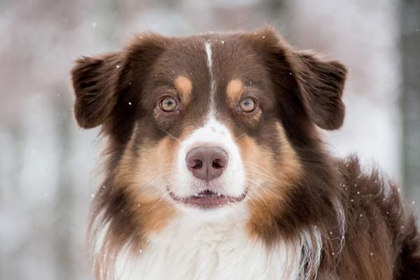 australian shepherd