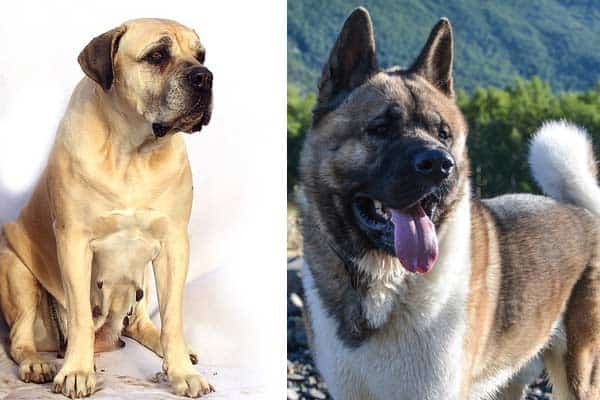 Akita Mastiff Mix