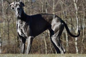Are Great Danes Good Apartment Dogs